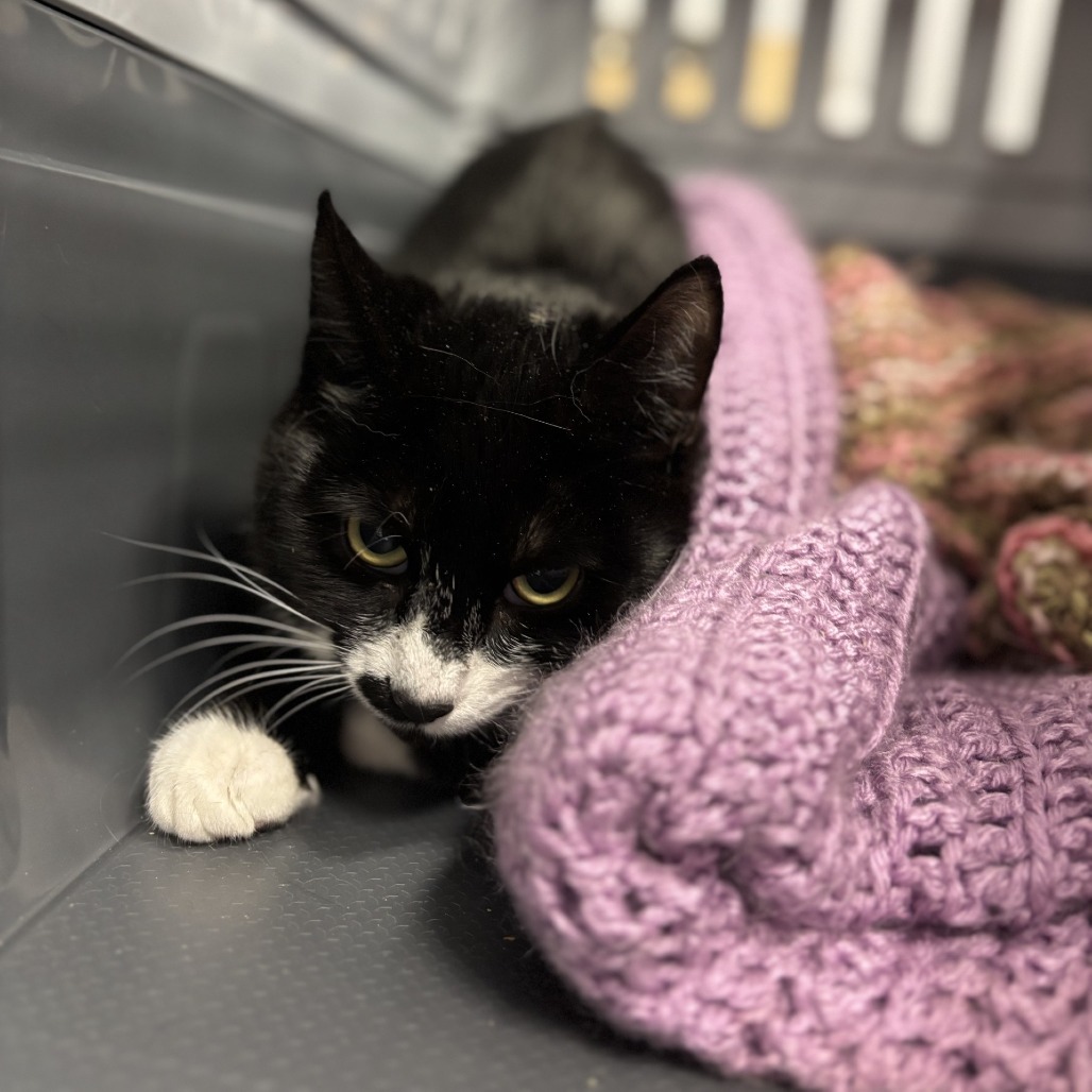 Madraya, an adoptable Domestic Short Hair in Spokane, WA, 99217 | Photo Image 2