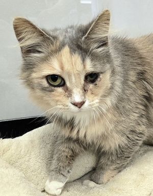 Maven, Adult Female Domestic Long Hair
