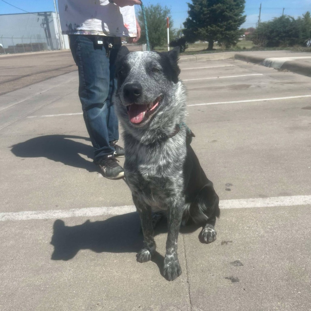 Fresh Orange, an adoptable Australian Cattle Dog / Blue Heeler, Mixed Breed in Garden City, KS, 67846 | Photo Image 1