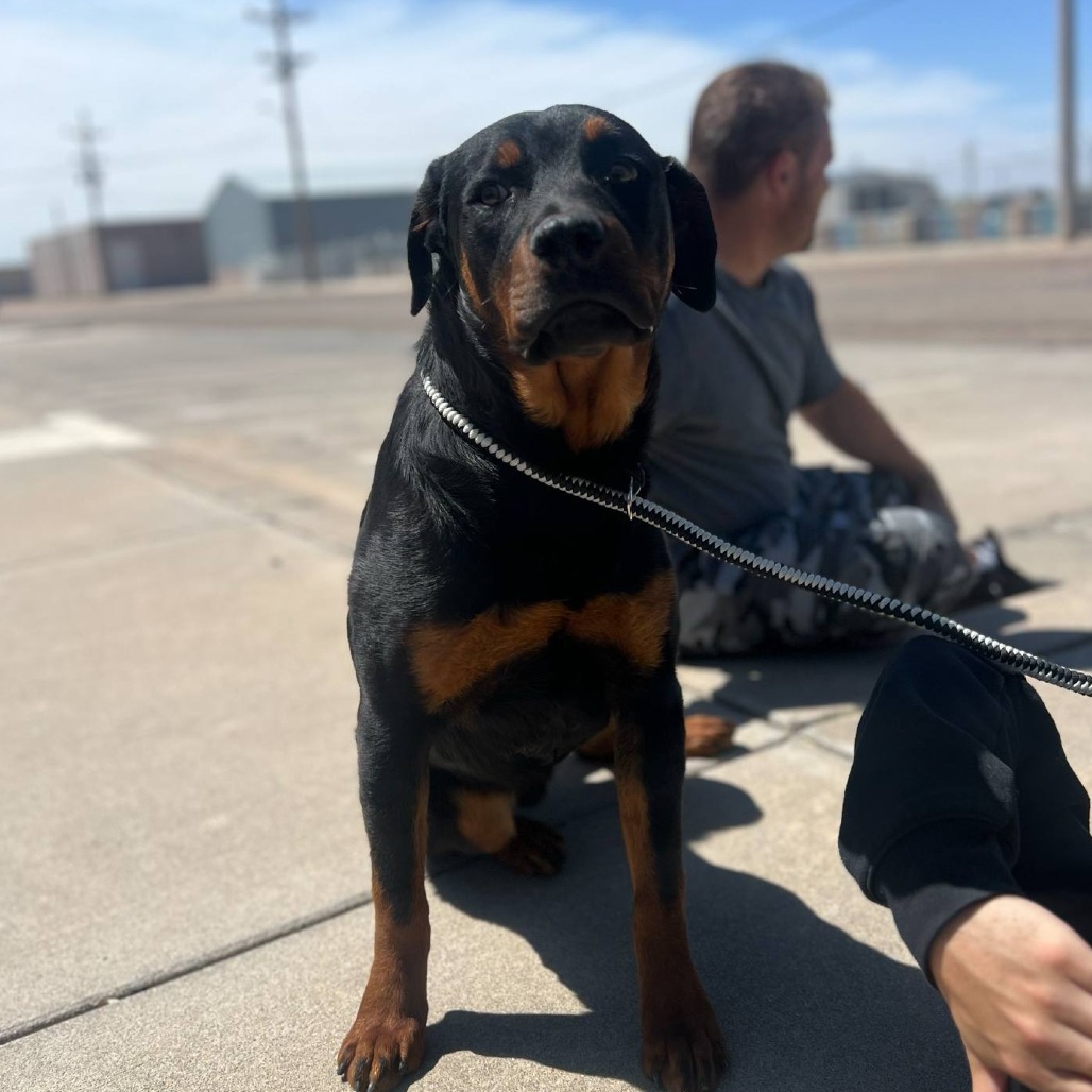 Keeng, an adoptable Rottweiler in Garden City, KS, 67846 | Photo Image 1