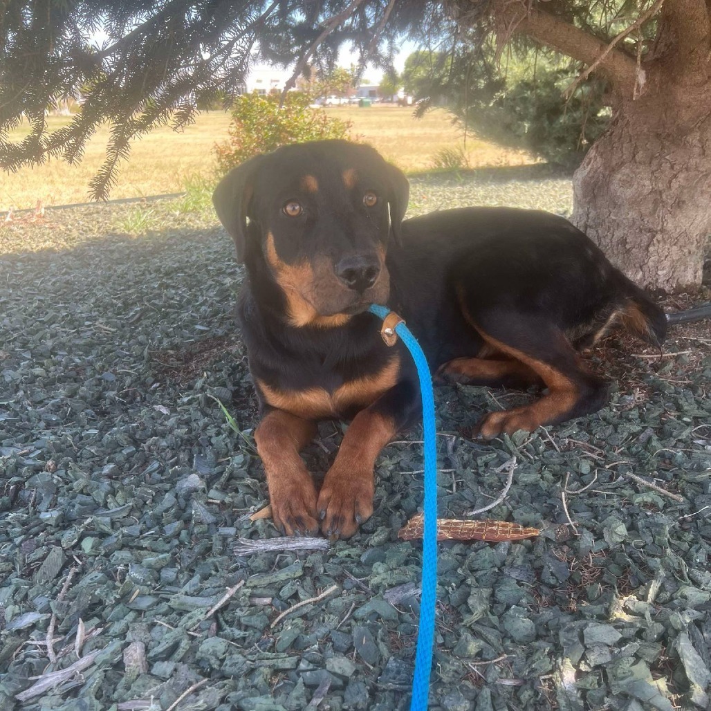 Kween, an adoptable Rottweiler in Garden City, KS, 67846 | Photo Image 1