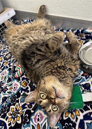 CHLOE, Adult Female Domestic Short Hair