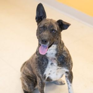 Mable, Adult Female unknown