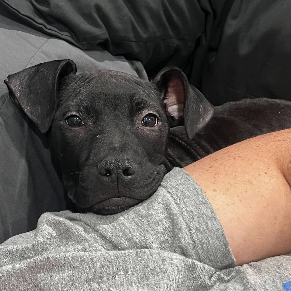 Pit Boss