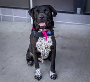 Meet Maddox Maddox is such a special and amazing boy He spent nearly 18 months in a shelter waiti
