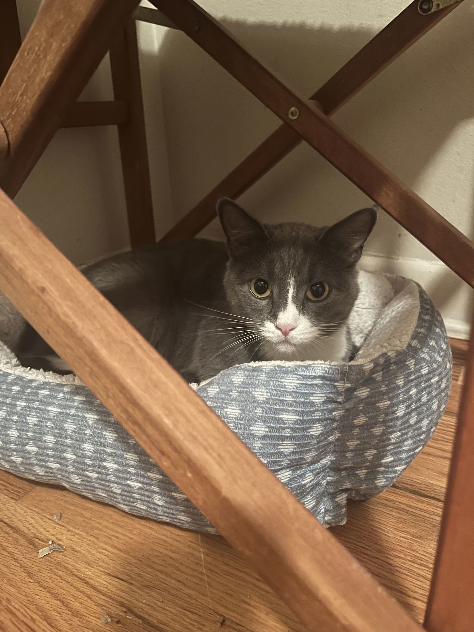 Fire Fly, an adoptable Domestic Short Hair in Aurora, CO, 80012 | Photo Image 1