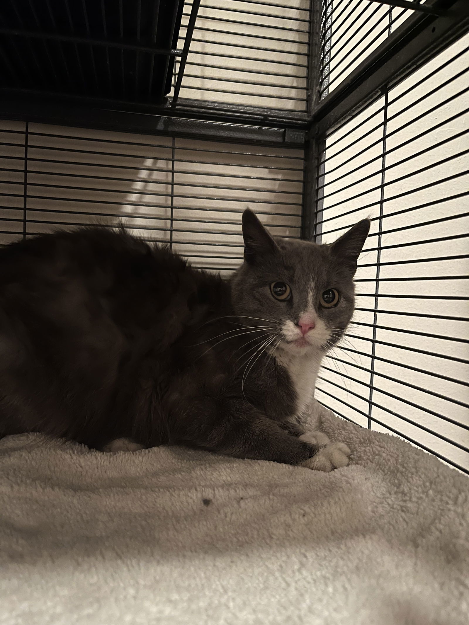 Fire Fly, an adoptable Domestic Short Hair in Aurora, CO, 80012 | Photo Image 2