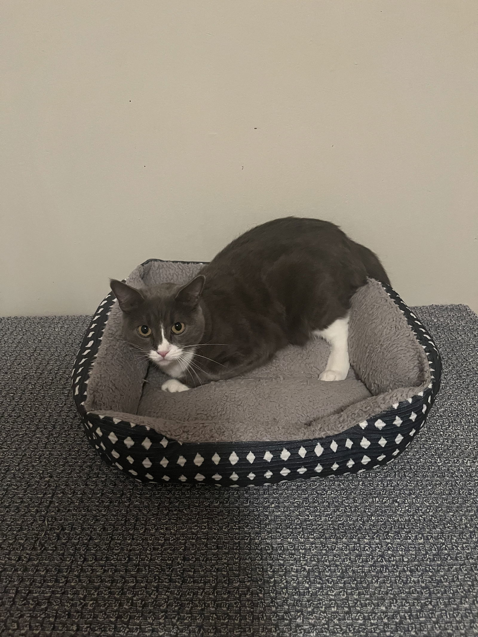 Fire Fly, an adoptable Domestic Short Hair in Aurora, CO, 80012 | Photo Image 2