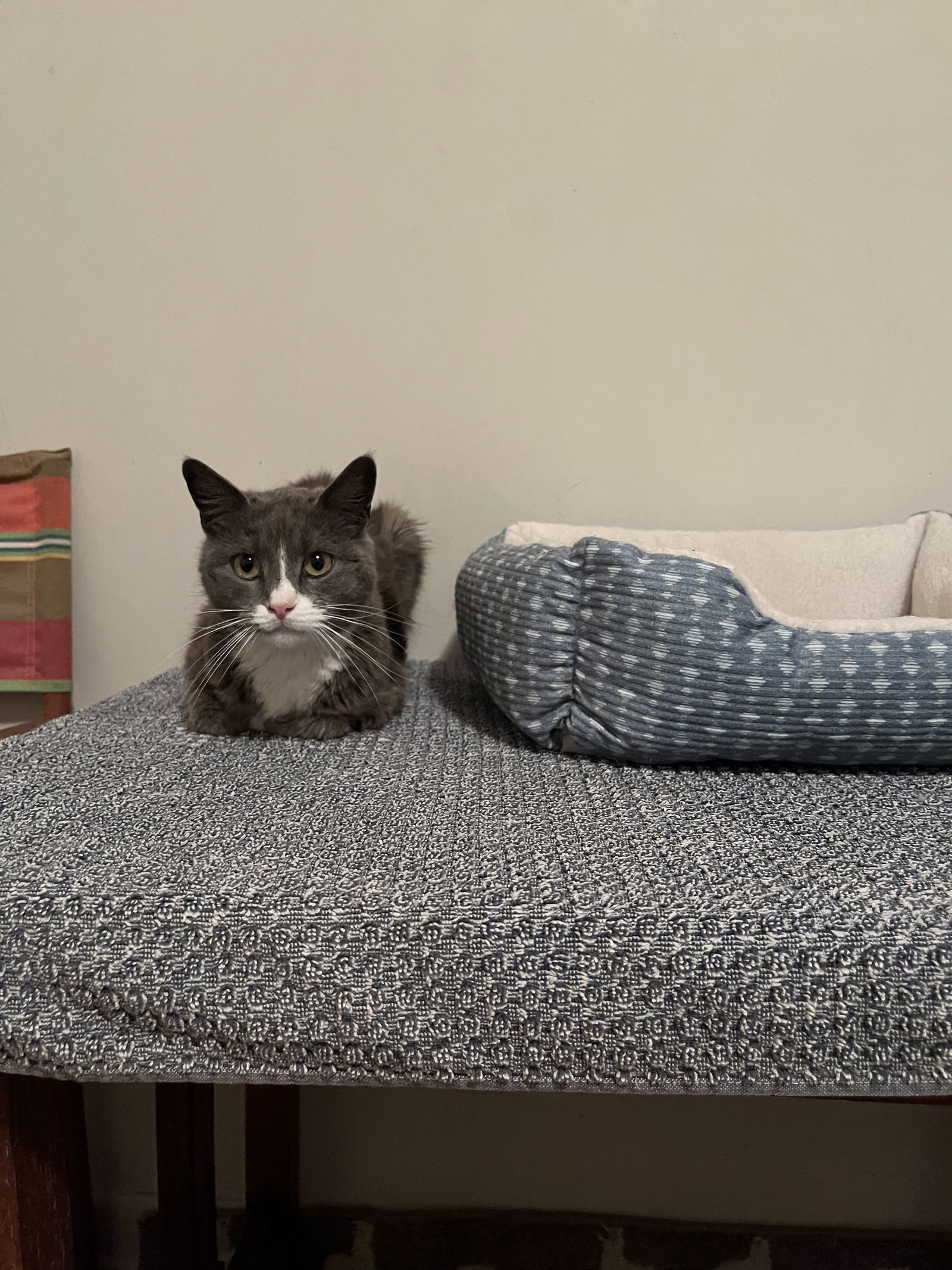 Fire Fly, an adoptable Domestic Short Hair in Aurora, CO, 80012 | Photo Image 3