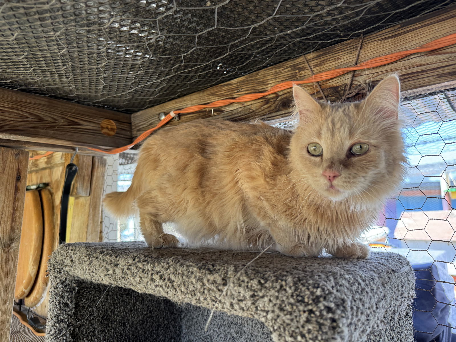 Shamus, an adoptable Persian, Domestic Long Hair in Williamsburg, NM, 87942 | Photo Image 2