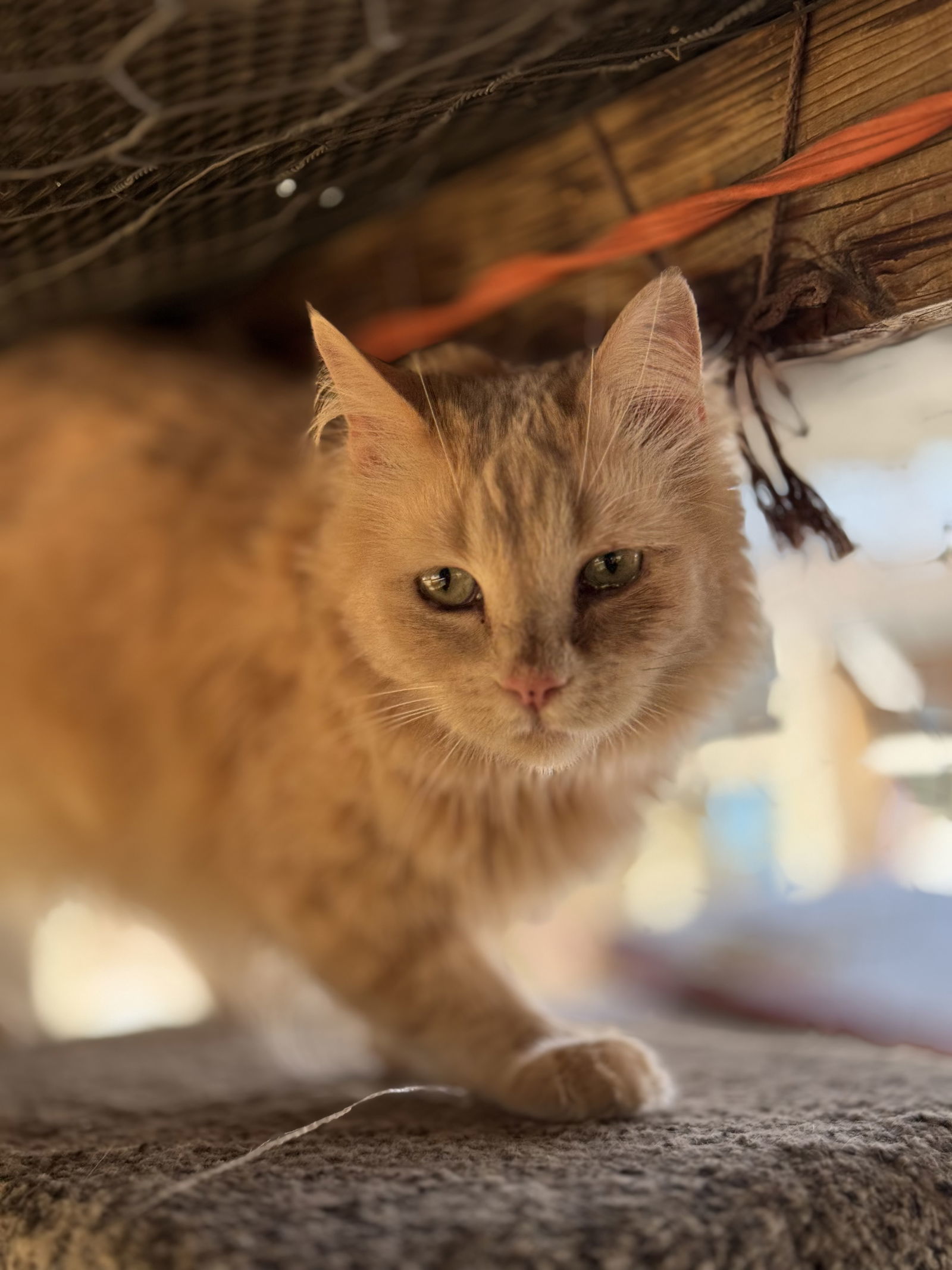 Shamus, an adoptable Persian, Domestic Long Hair in Williamsburg, NM, 87942 | Photo Image 4