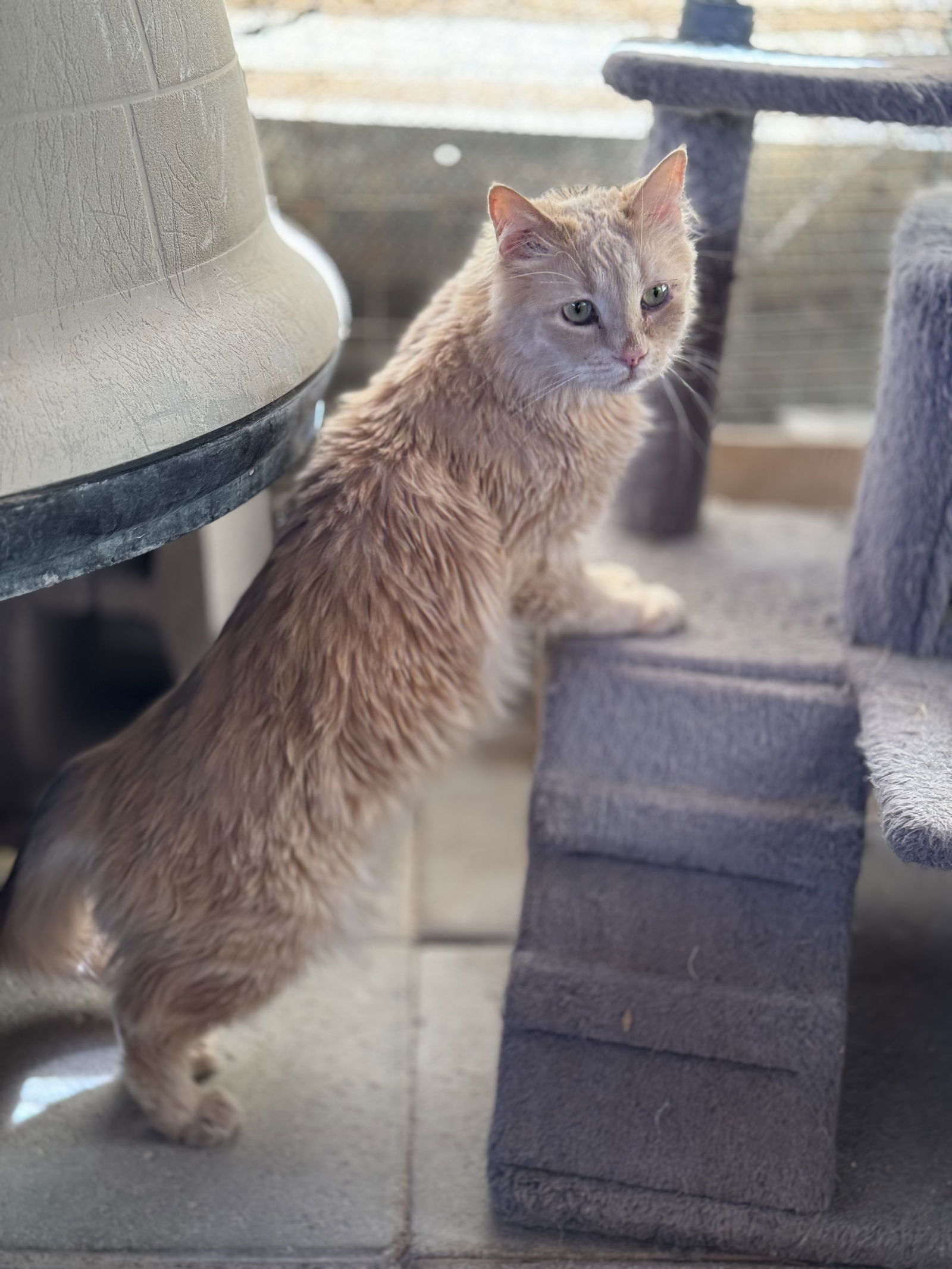 Shamus, an adoptable Persian, Domestic Long Hair in Williamsburg, NM, 87942 | Photo Image 6