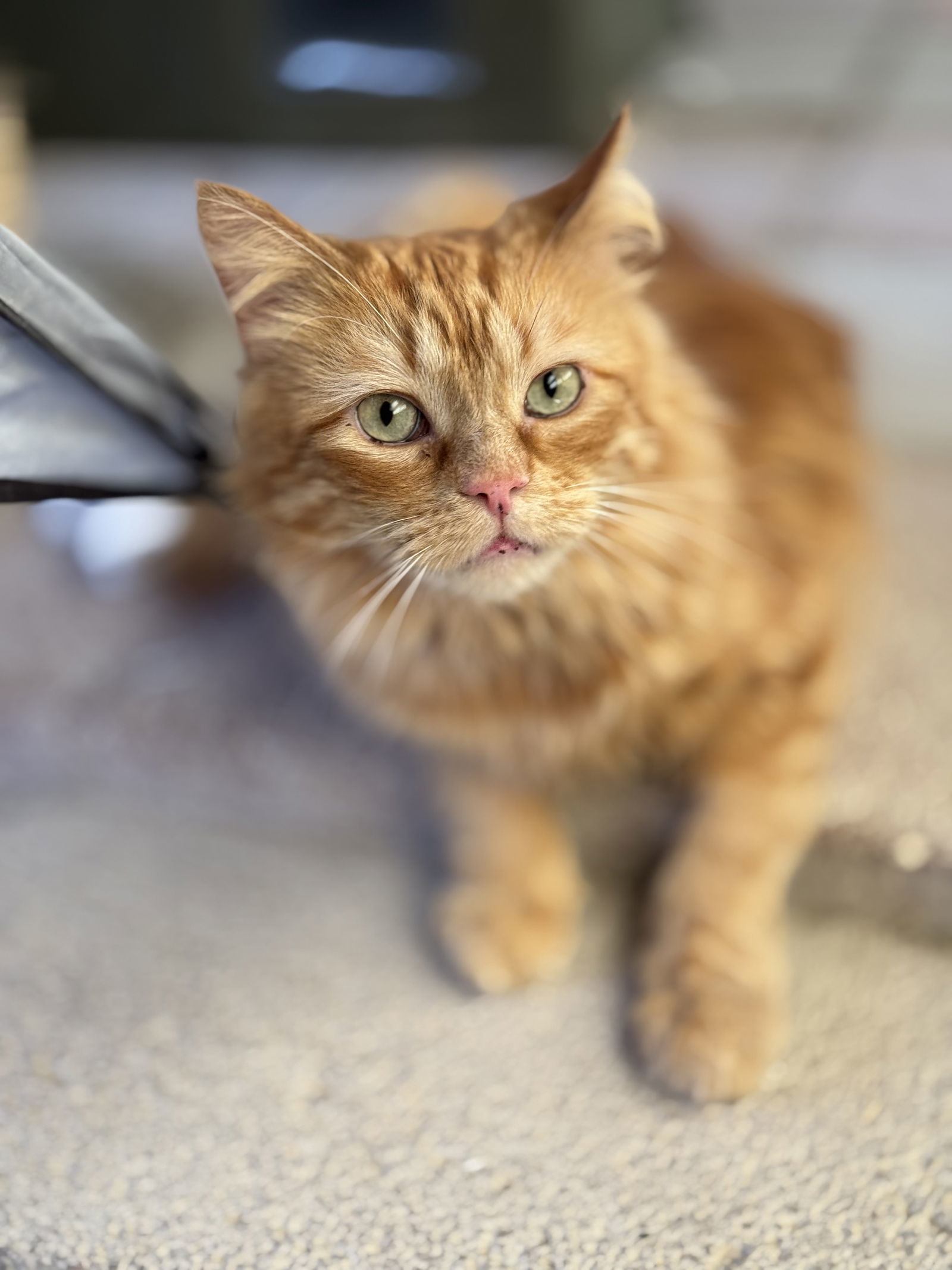 Liam, an adoptable Persian, Domestic Long Hair in Williamsburg, NM, 87942 | Photo Image 2