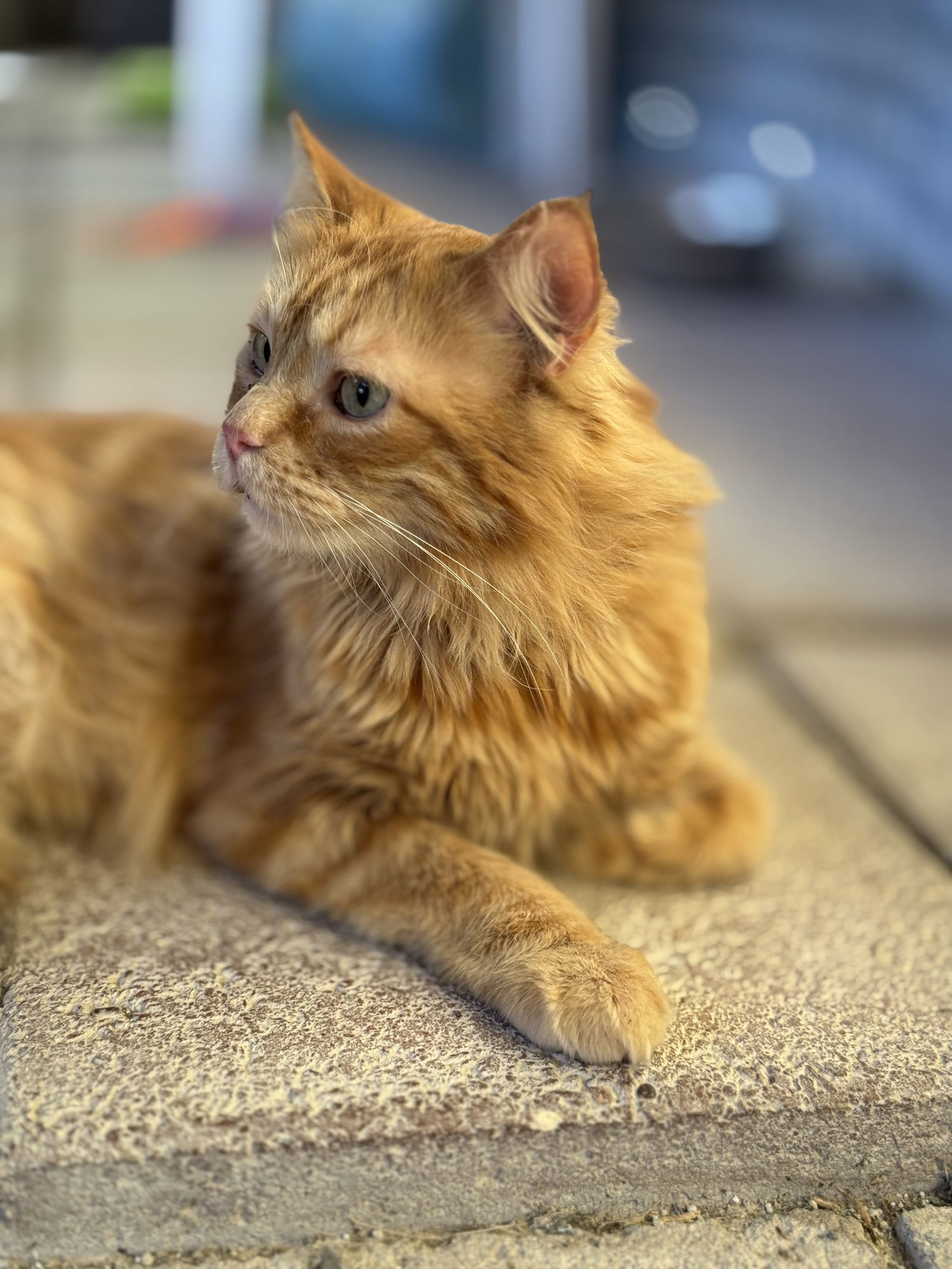 Liam, an adoptable Persian, Domestic Long Hair in Williamsburg, NM, 87942 | Photo Image 4