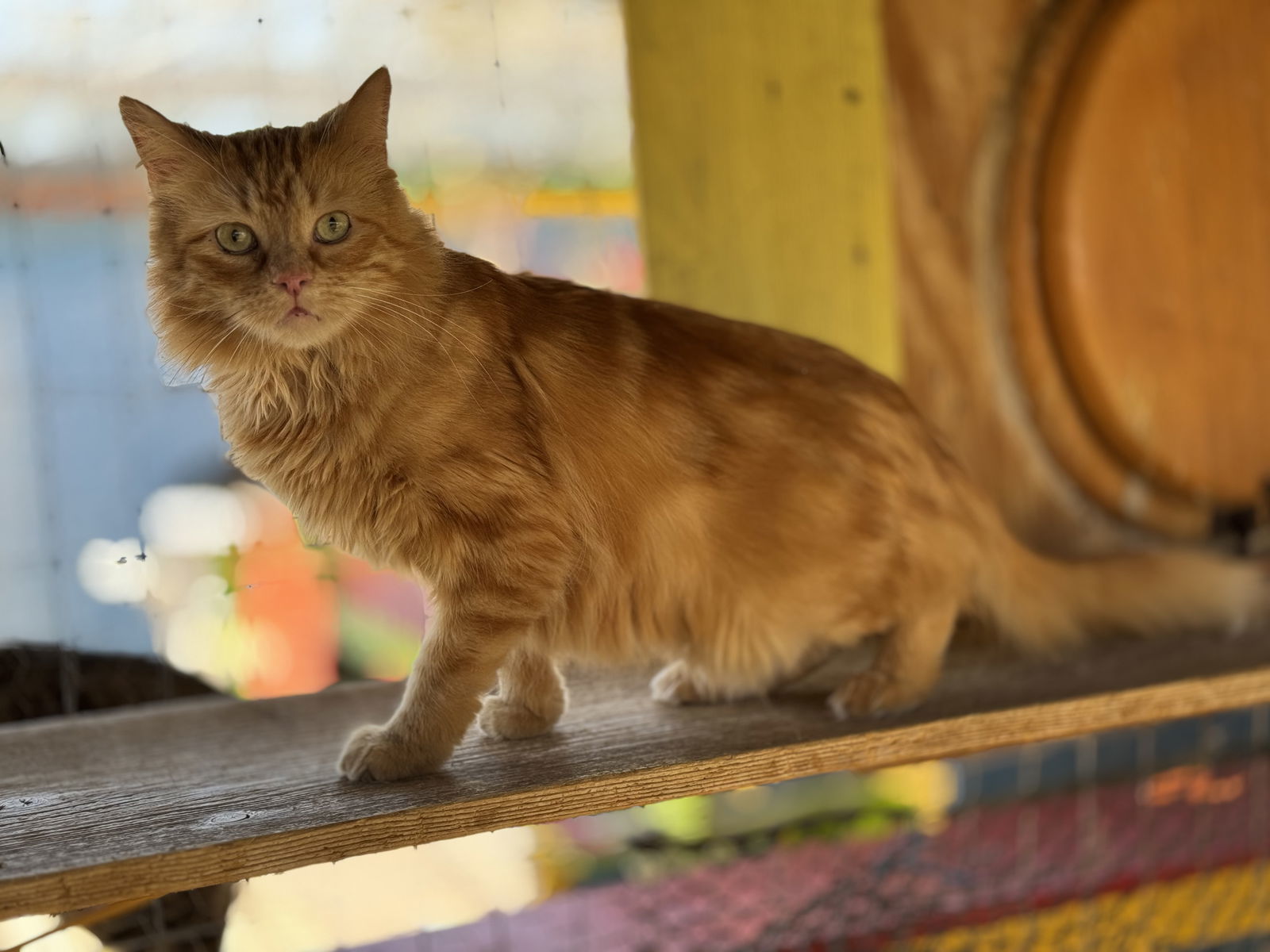 Liam, an adoptable Persian, Domestic Long Hair in Williamsburg, NM, 87942 | Photo Image 6