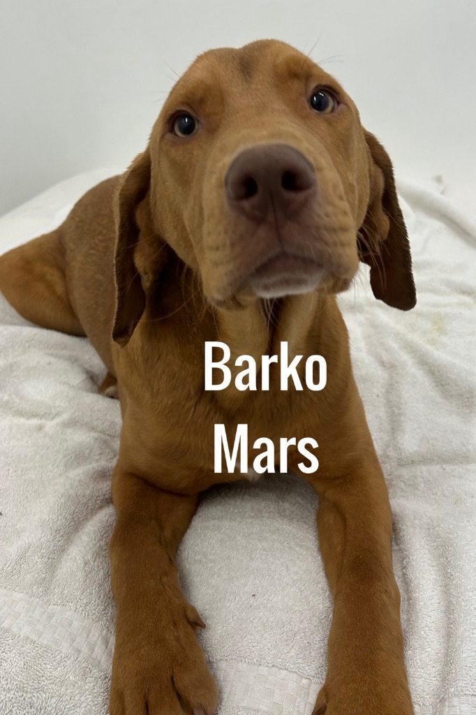 Barko Mars