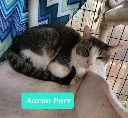 Aaron Purr
