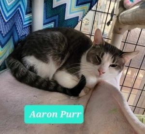 Aaron Purr, Adult Male unknown