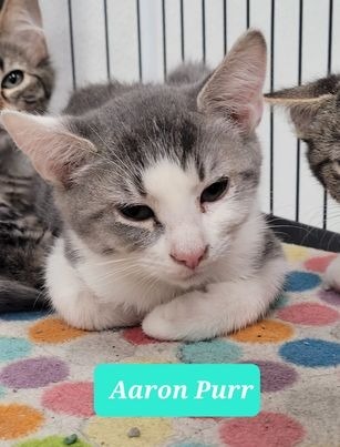 Aaron Purr