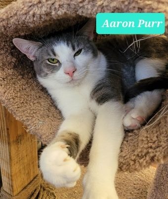 Aaron Purr