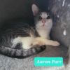 Aaron Purr photo 4