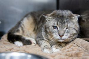 Squentin Tarantino, Adult Male Domestic Short Hair