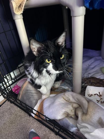 Sylvester