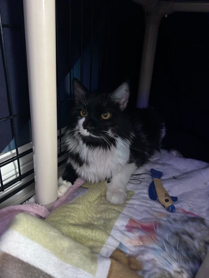 Sylvester