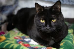 Sootie, Adult Female Domestic Short Hair
