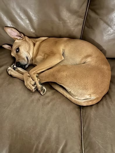 Nala Beans