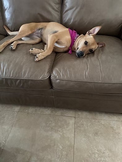 Nala Beans