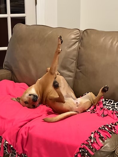 Nala Beans