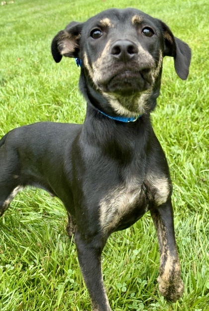Roscoe