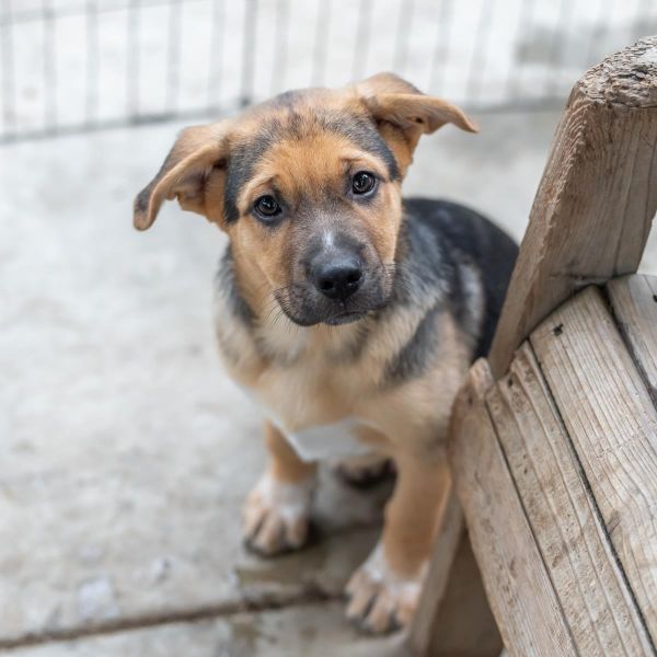 Latin Pup - Marcel thumbnail 1