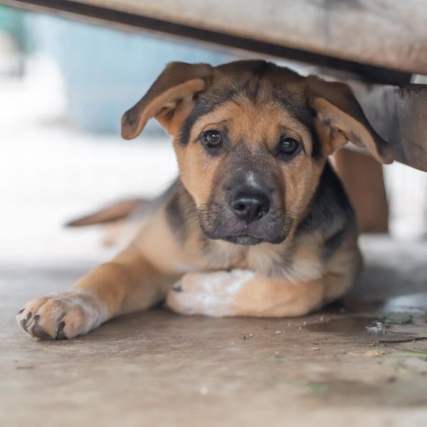 Latin Pup - Marcel thumbnail 3