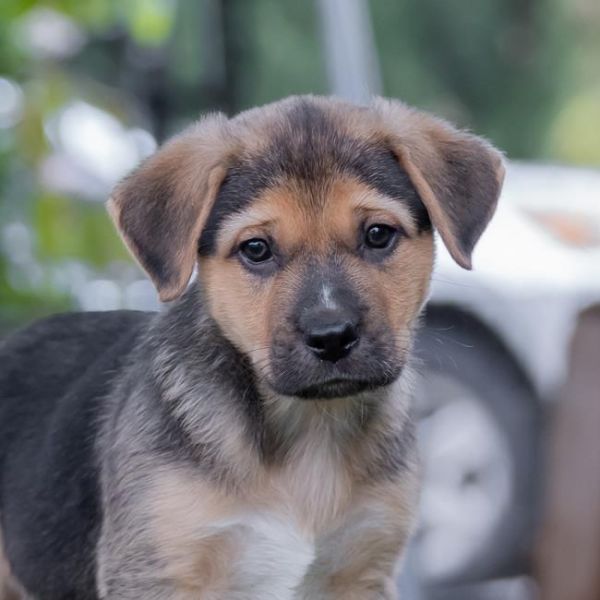 Latin Pup - Marcel thumbnail 4
