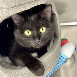 Cleopatra