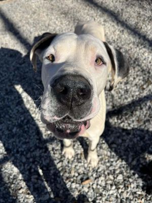 Get ready to meet your new best friend Oden The Great This very handsome 18-month-old 5212023 