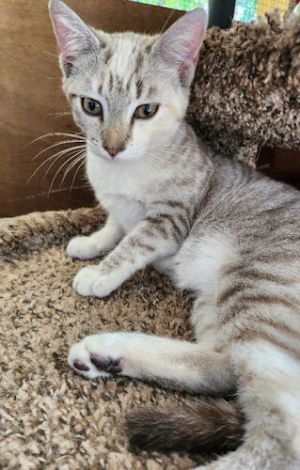 Juno - Petsmart Plantation Foster Home, Young Female unknown