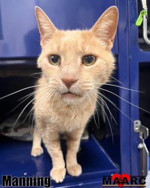 Manning - Your Snuggle MVP This buff-colored senior is named after Peyton Manning and while he may 