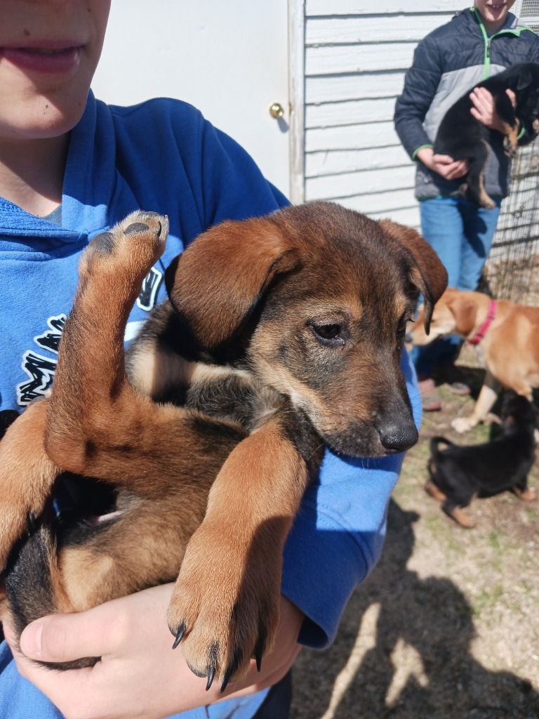 Puppy 1 4/17/25