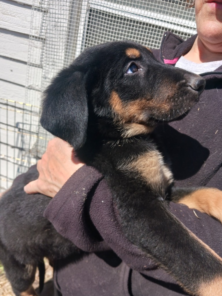 Puppy 2 4/17/25