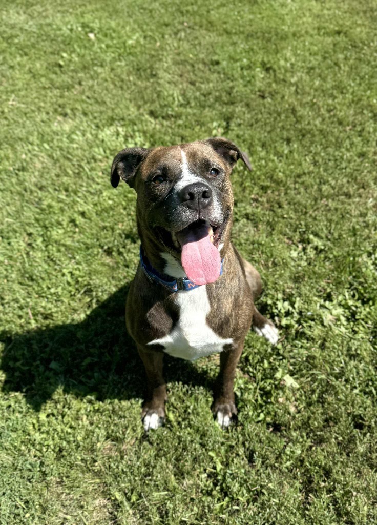 Tamale, an adoptable Mixed Breed in Grand Forks, ND, 58203 | Photo Image 1