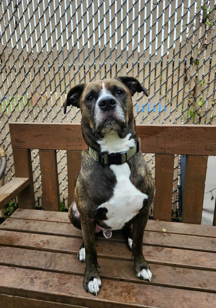 Tamale, an adoptable Mixed Breed in Grand Forks, ND, 58203 | Photo Image 1