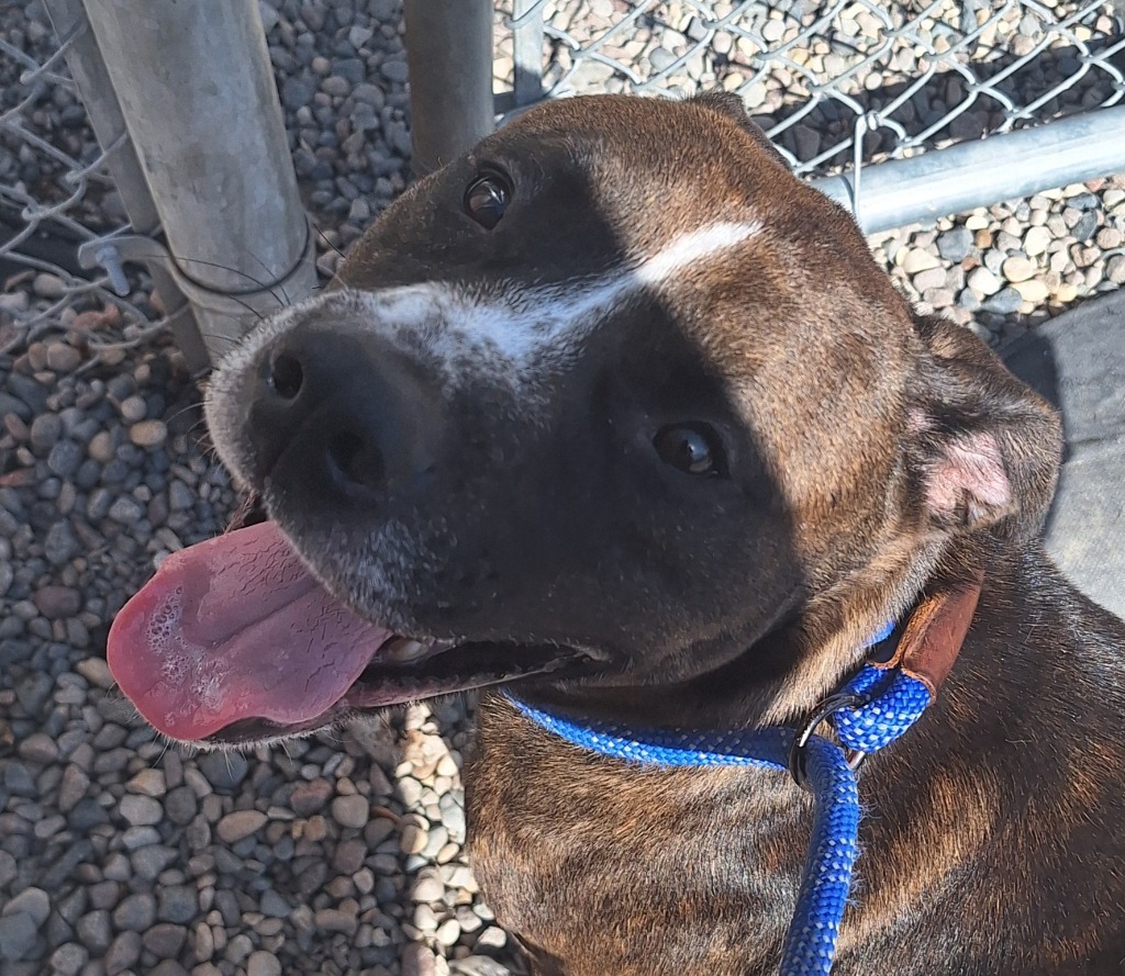 Tamale, an adoptable Mixed Breed in Grand Forks, ND, 58203 | Photo Image 2