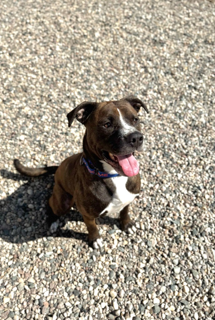 Tamale, an adoptable Mixed Breed in Grand Forks, ND, 58203 | Photo Image 3