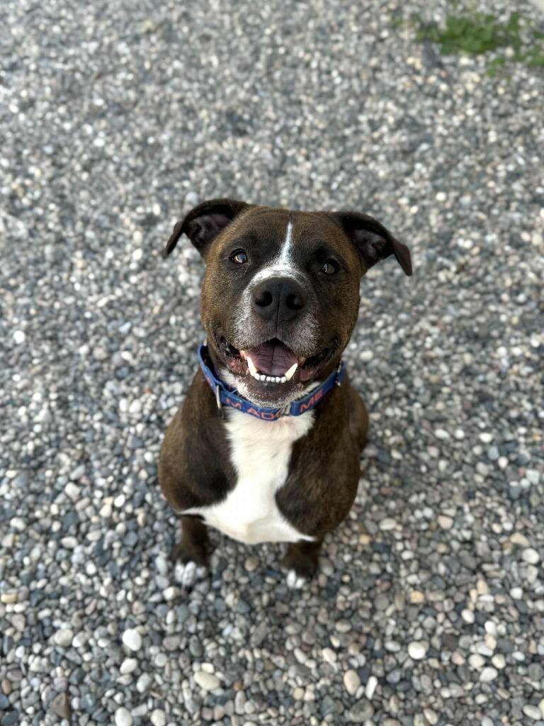 Tamale, an adoptable Mixed Breed in Grand Forks, ND, 58203 | Photo Image 4