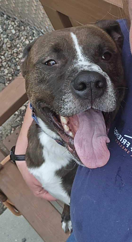 Tamale, an adoptable Mixed Breed in Grand Forks, ND, 58203 | Photo Image 5