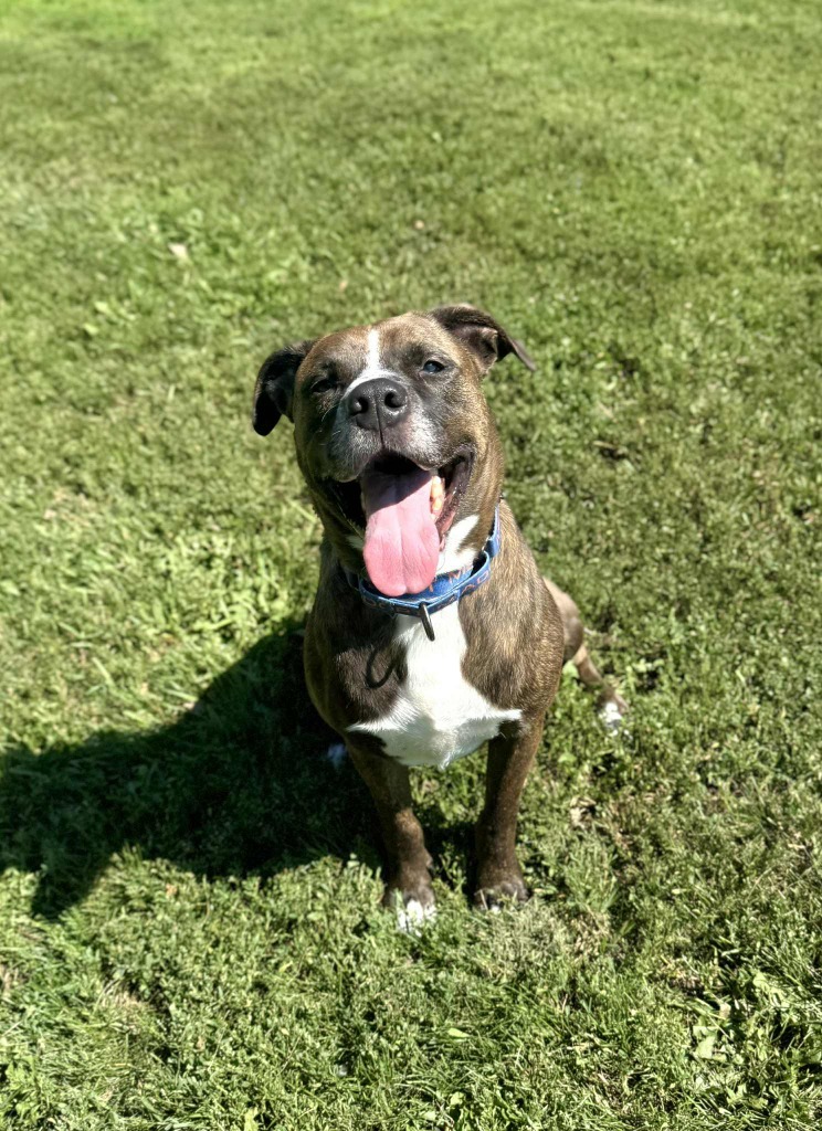 Tamale, an adoptable Mixed Breed in Grand Forks, ND, 58203 | Photo Image 6