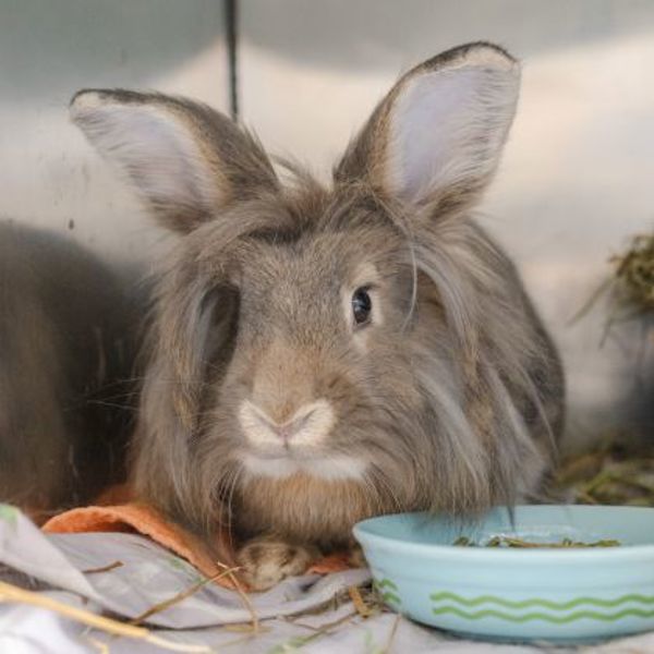 Pickles (bonded To Cleo) - Waived Adoption Fee